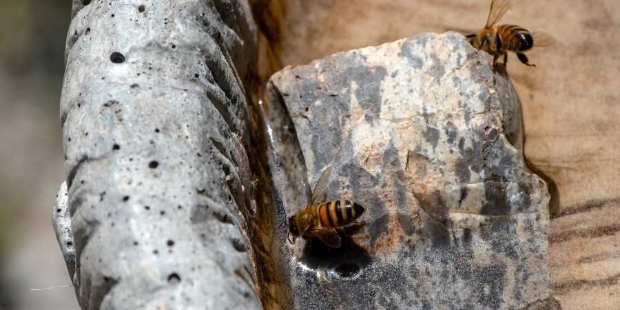 bees in a bird bath