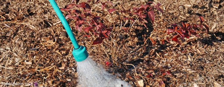 Watering a Tree