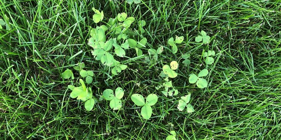 Getting rid of clover in your lawn 