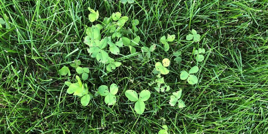 How to Get Rid of Clover in Your Lawn