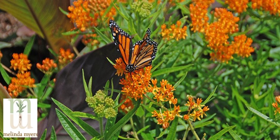 monarch on flowers