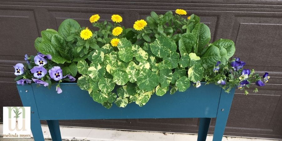 lettuce leaves growing with pansies