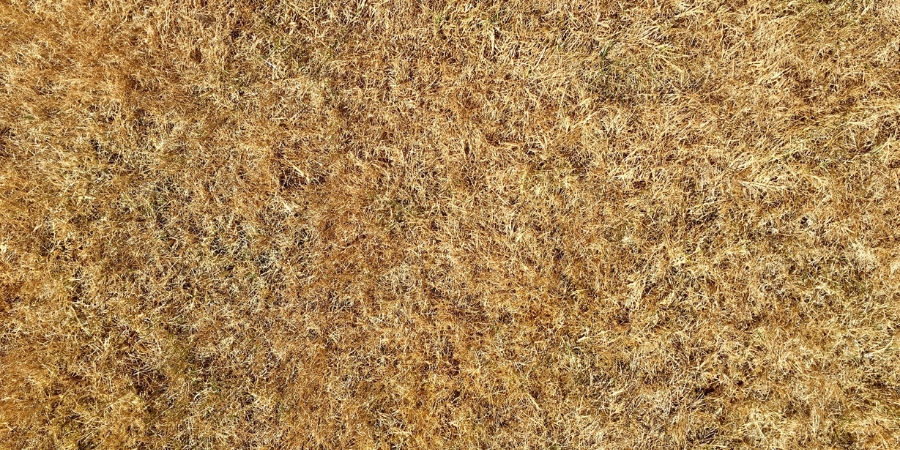 KillGrassDeadGrass900x500min.jpg