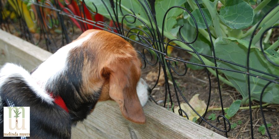 dog sniffing a raised bed garden