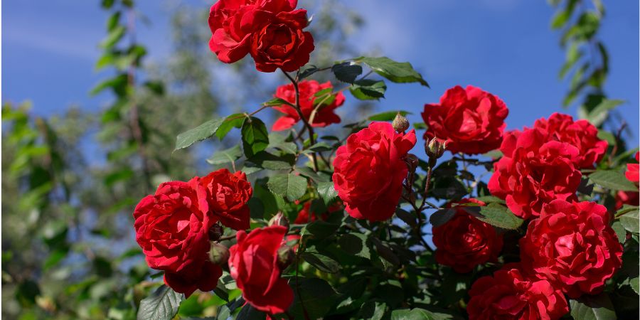 red roses in a garden with a blue sky