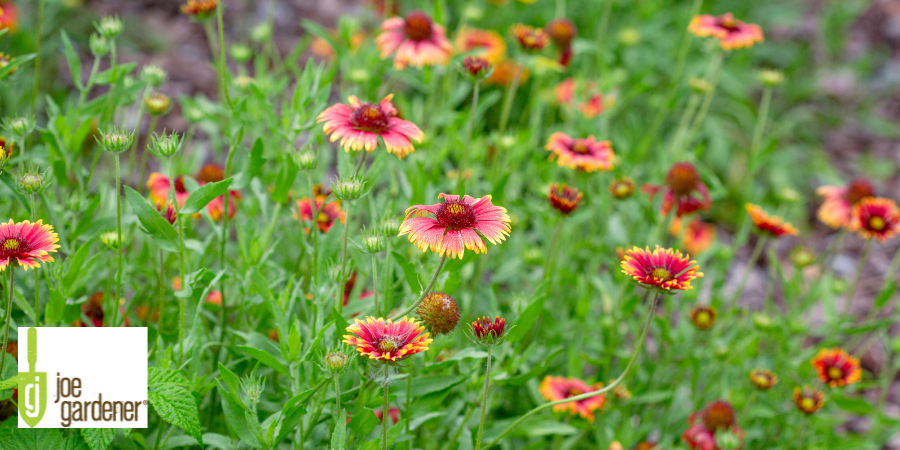 indian blanket