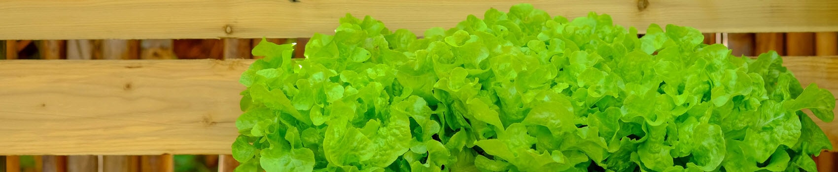 Melinda Myers lettuce in a garden box