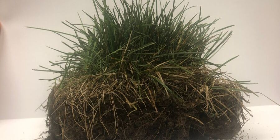 Diseased Turf sent in for examination