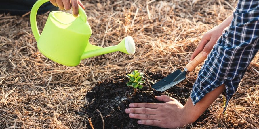 planting a tree sapling