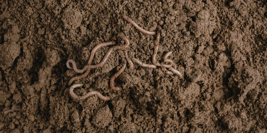 earthworm in soil 