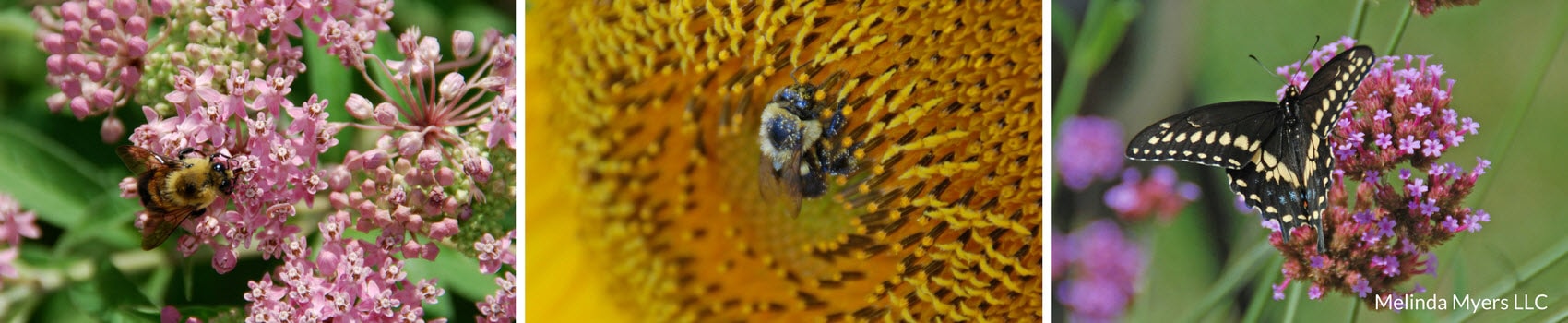 Pollinators on flowers