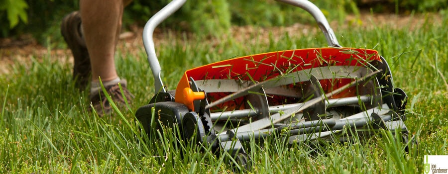 Mowing the grass with a reel push mower.