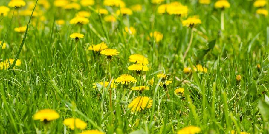 How to Kill Dandelions in Your Lawn