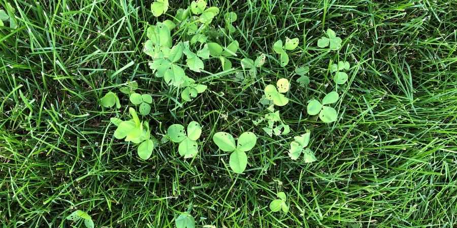 Starting a new lawn from seed clover in front yard