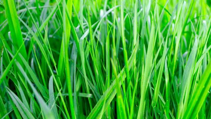 perennial ryegrass