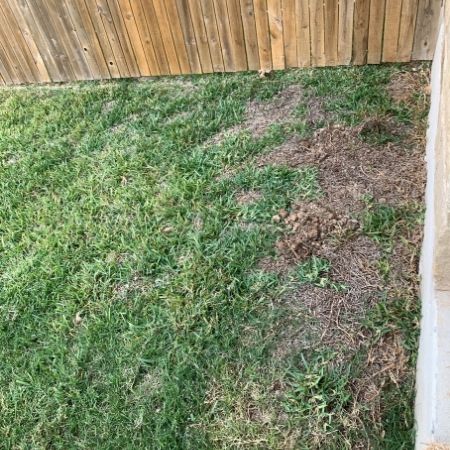 dirt patch in lawn