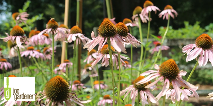 native black eyed susan