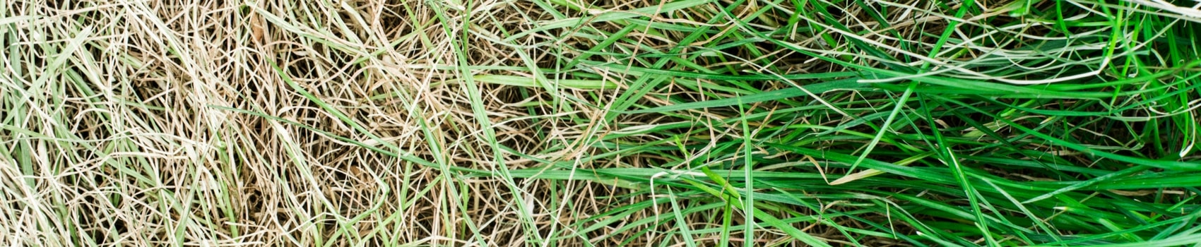 Lawn with dead brown spots.