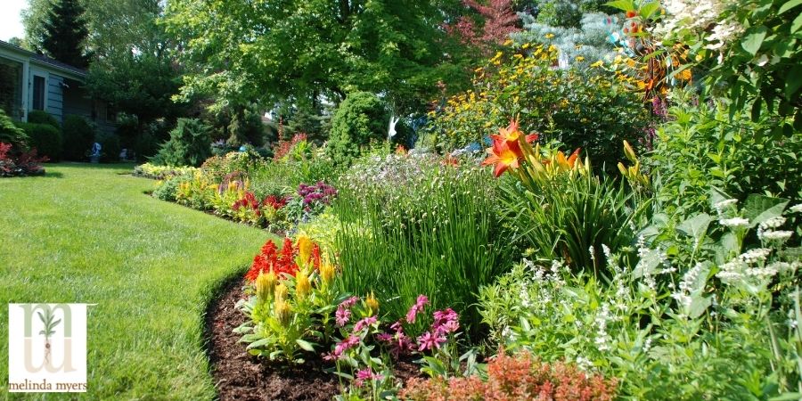 colorful outdoor flowers in garden