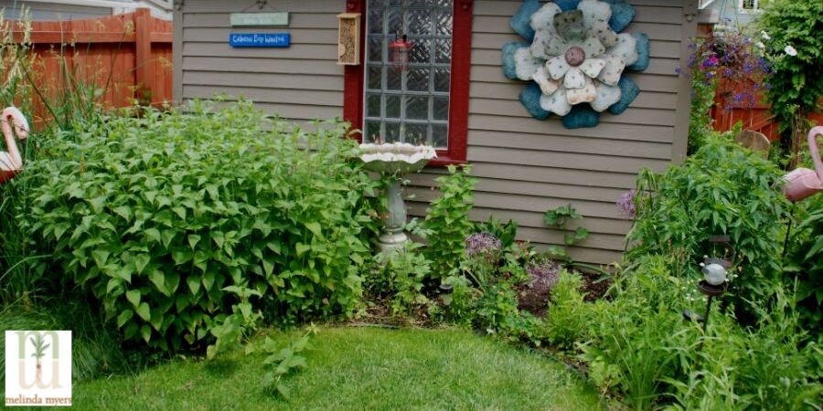 Maintaining your Rain Garden