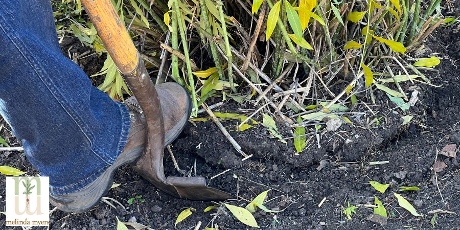 shovel dividing plants up