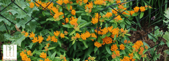 MM_Rain_garden_planting_the_rain_garden__900x450__555_x_201_px-min.png