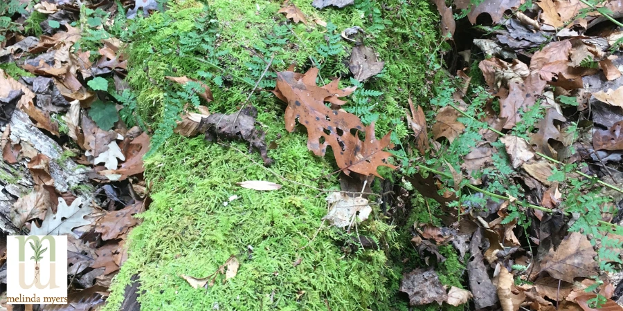 moss on a log