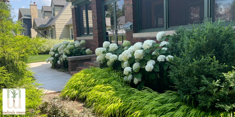 hydrangeas and shrubs