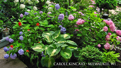 Colorful flower plant Plant whose growth and size was increased by Milorganite fertilizer in Wisconsin.