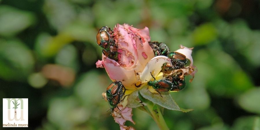 japanese beetle eating a flower