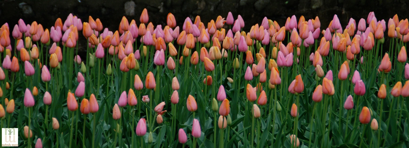 555x201_TulipsMM.webp
