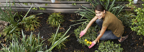 Woman working in garden A woman working in her garden and dividing perennials.