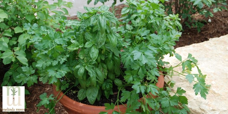 herbs in an outdoor pot