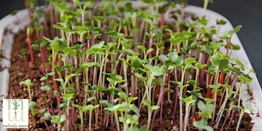 indoor micro greens