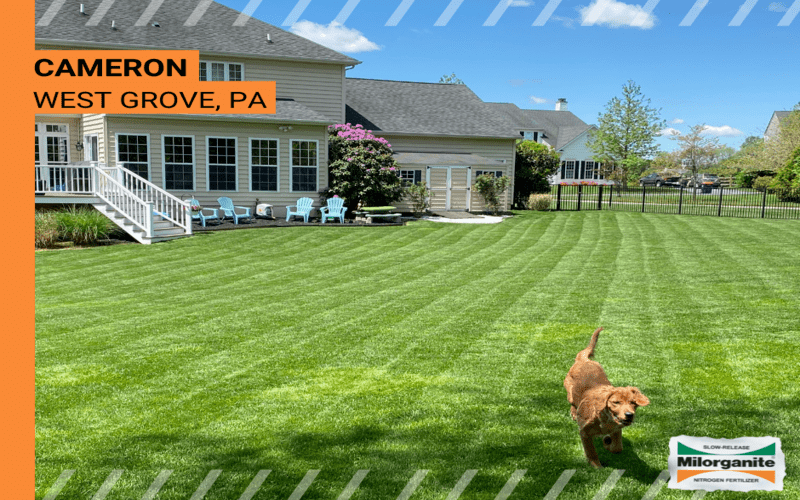 Before-and-after Milorganite picture Lawn in Tennessee fertilized with Milorganite, an organic fertilizer.