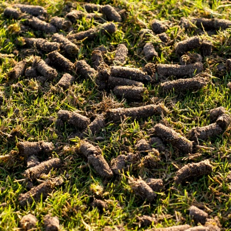 aeration plugs on lawn