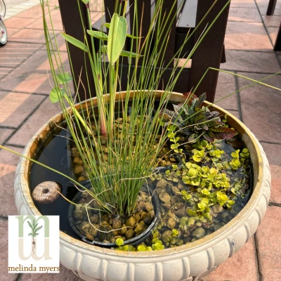 mosquito dunk in plant