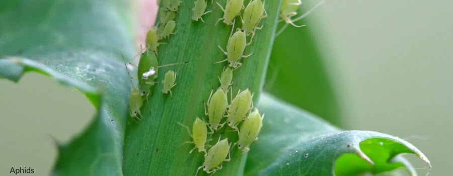 Aphids Damage on Green Plant Leaves