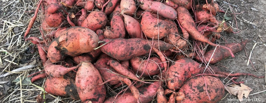 Sweet potatoes grown in a Hugelkultur garden