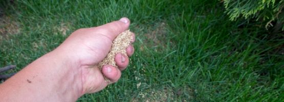 MM_Grass_Seed_QA_Thumbnail555x201-min.jpg