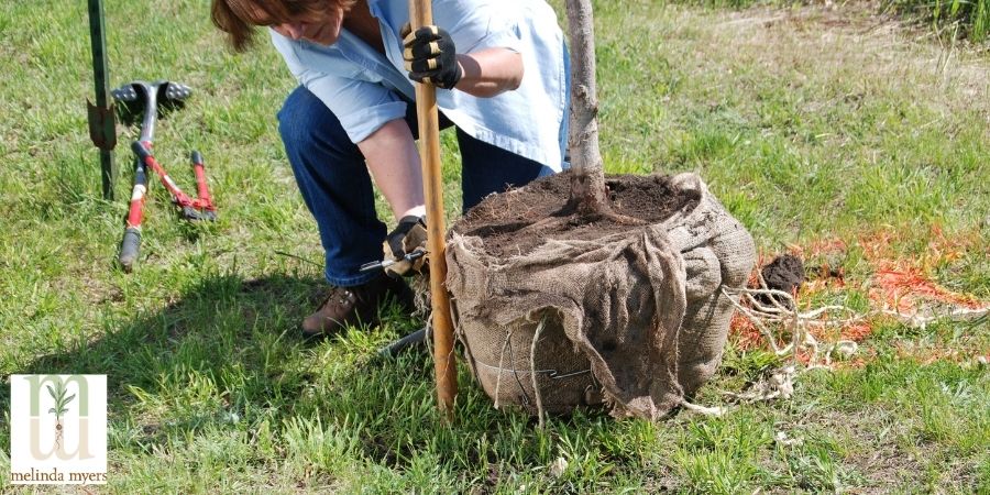 Measuring a hole to dig for a tree