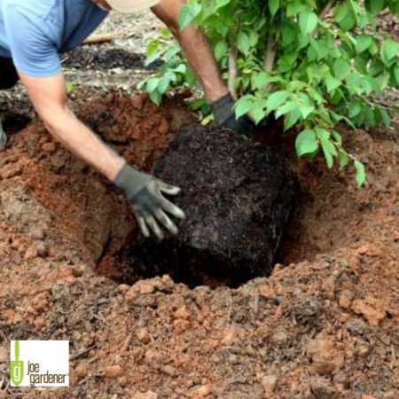 tree root being planted