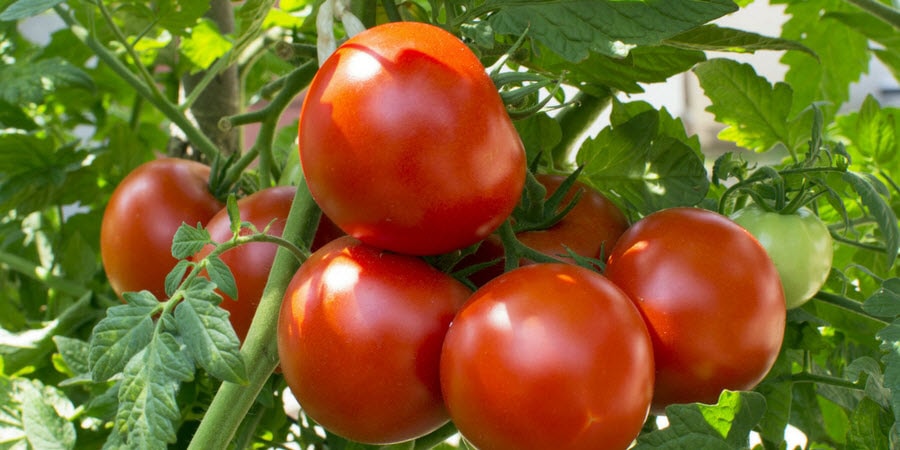 Tomatoes growing in the garden 