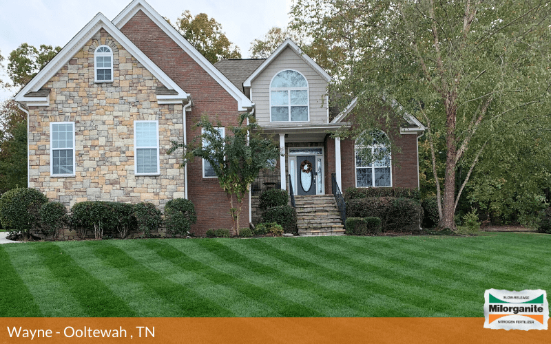Before-and-after Milorganite picture Lawn in Tennessee fertilized with Milorganite, an organic fertilizer.