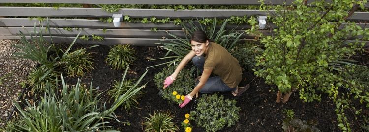 A woman working in her garden and dividing perennials. 