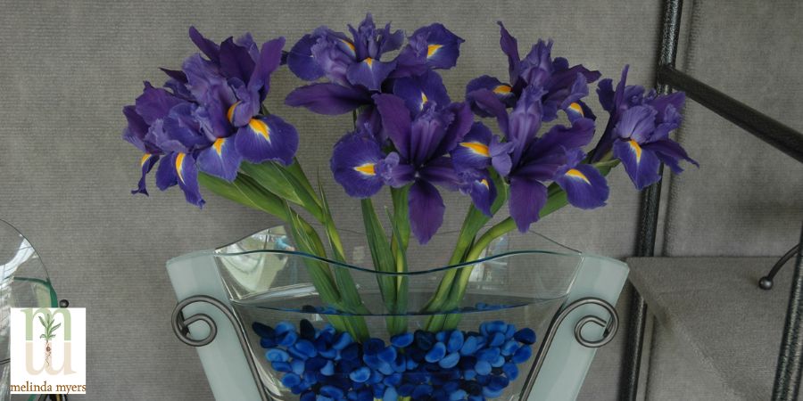 Bouquet of Irisis 
