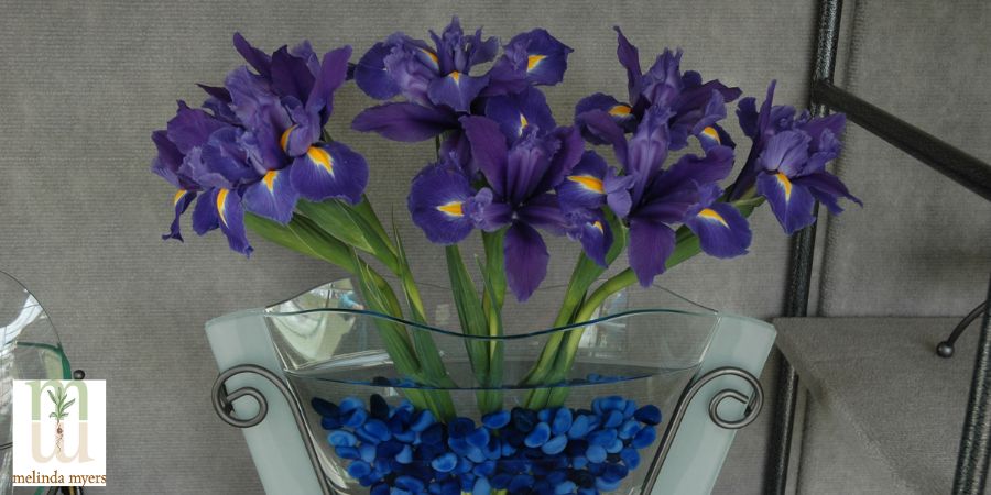 Bouquet of Irisis 