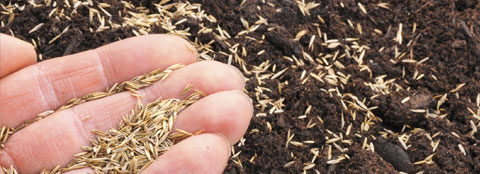 What Fertilizer To Use On New Grass Seed - When To Seed And Fertilize