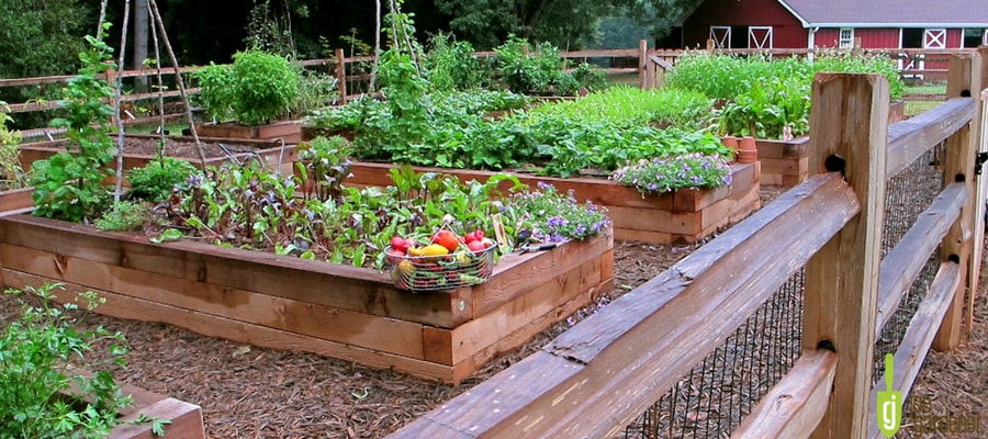 Raised Garden Beds