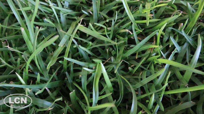Centipede grass credit lawn care nut